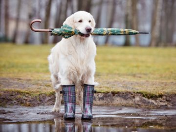 Погода в Луцьку та Волинській області на вихідні 