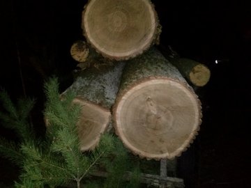 Правоохоронці виявили ковельчанина, котрий крав дрова з лісу