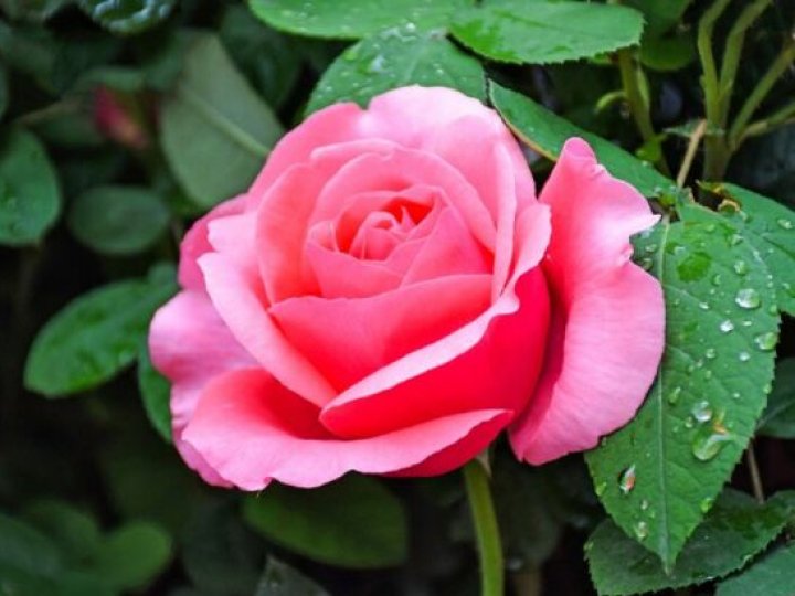 10 рослин із голим корінням, які експерти радять висаджувати саме взимку