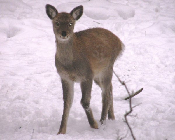Фотовиставка Світлани Зозулі