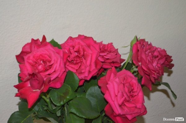 До 75-річчя волинська бібліотека представила раритети XVIII сторіччя. ФОТО 