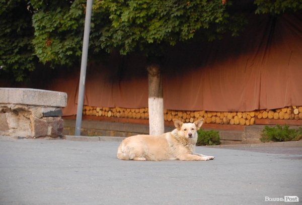 Місто, яке я люблю: Луцьк прокидається. Частина 1