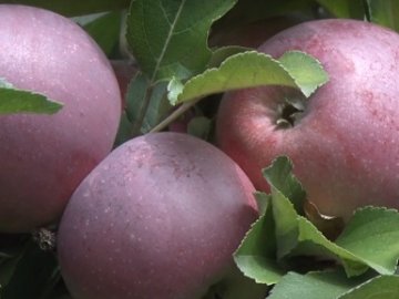 На Волині – рекордний врожай яблук. ВІДЕО