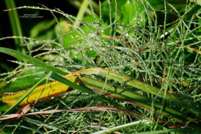 Роса і павутинки: луцький фотограф поділився осінніми світлинами