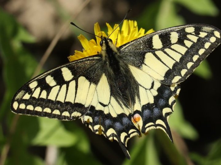 У нацпарку на Волині виявили одного з найгарніших метеликів України: нові локації