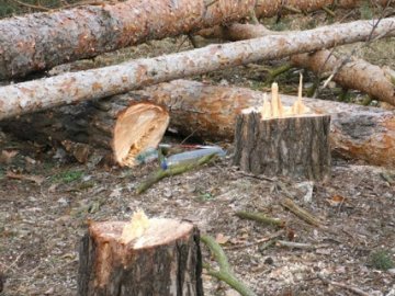 Волинський лісгосп оштрафували за незаконні рубки 
