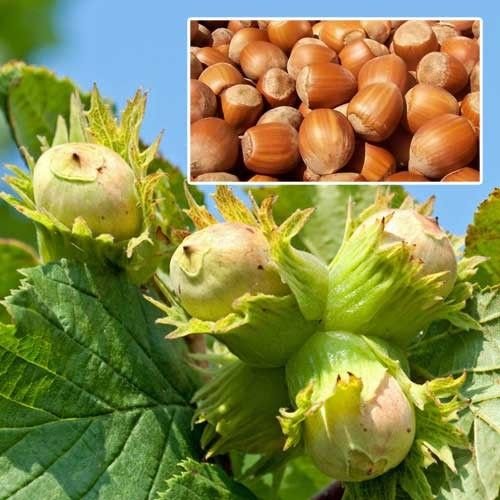 Волинянин після заробітків у Польщі став горіховим фермером. ФОТО