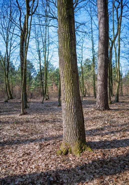 Весна у лісі на Волині. ФОТО