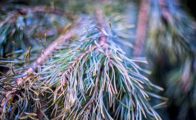 Весна у лісі на Волині. ФОТО