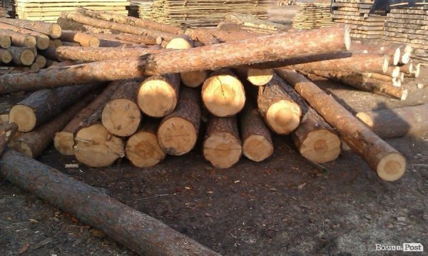 «Ліс рубають – скалки летять»: чому камінь-каширці проти охоронців лісу. ФОТО. ВІДЕО