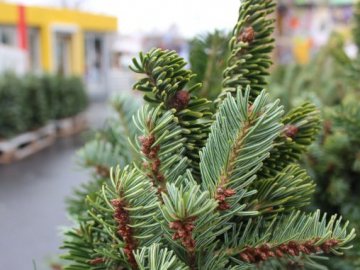 Скільки у Луцьку коштує новорічна красуня