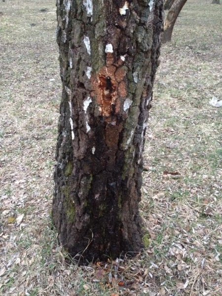 Волинські волонтери-екологи закликають не залишати «відкриті рани» на стовбурах беріз