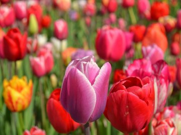 «Квітка, як і людина, має душу». На Волині розпочався фестиваль тюльпанів. ФОТО