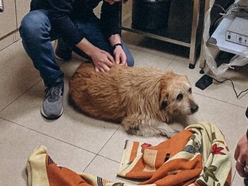 У Луцьку патрульні допомогли травмованому песику