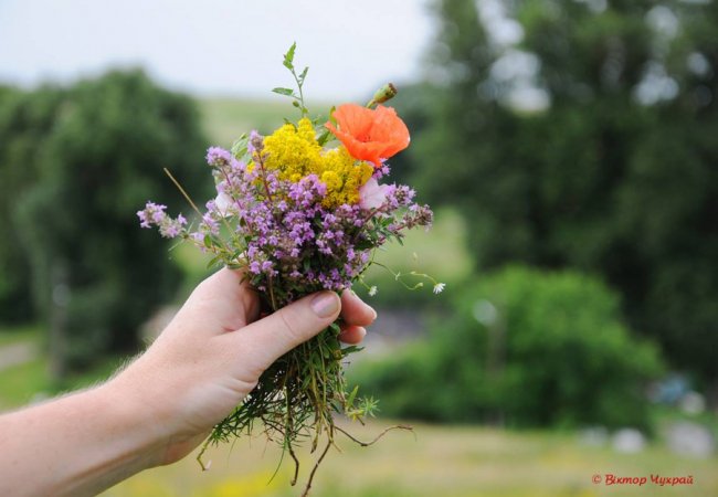 Чебрець і спілі вишні: літо на світлинах луцького фотографа