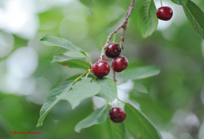 Чебрець і спілі вишні: літо на світлинах луцького фотографа