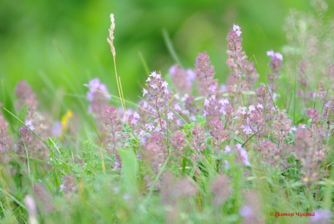 Чебрець і спілі вишні: літо на світлинах луцького фотографа