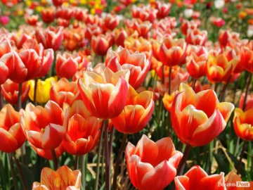 Про квіти, молитву і «листи щастя»: добрі новини від ВолиньPost за 1 травня 