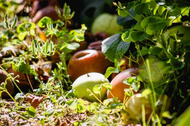 Луцька фотографка показала, як «наслідила» осінь