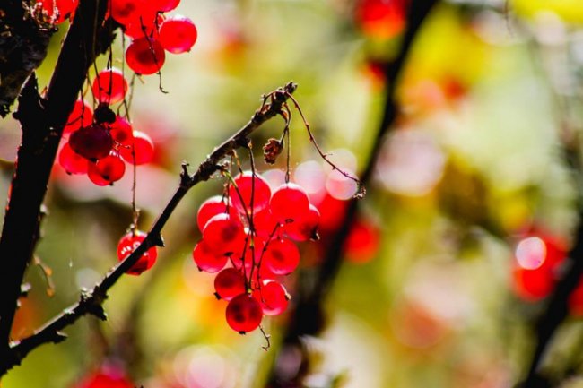 Луцька фотографка показала, як «наслідила» осінь