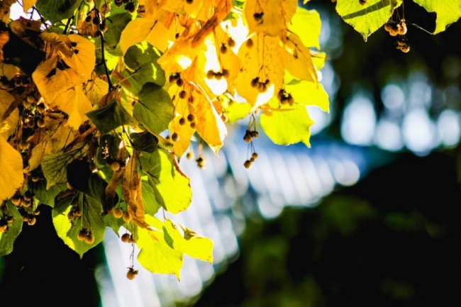 Луцька фотографка показала, як «наслідила» осінь