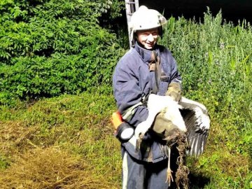 На Волині врятували лелеку, який випав з гнізда і заплутався у телефонних лініях