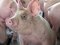 У районі на Волині селяни скаржаться на масову загибель свиней 