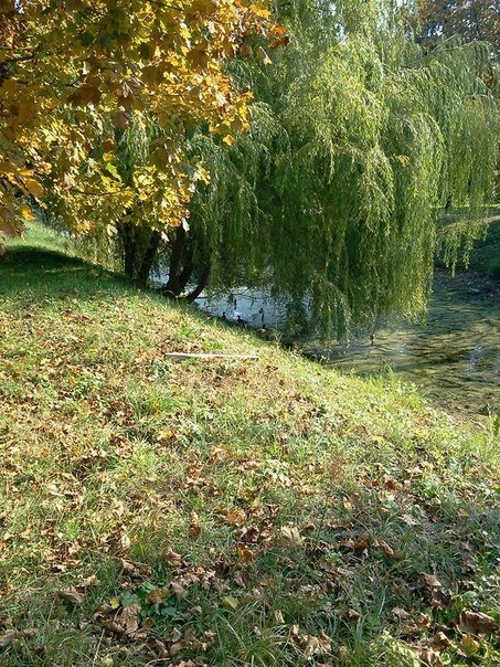 «Бабине літо» в луцькому парку. ФОТО 