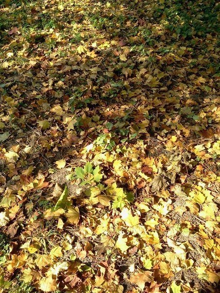 «Бабине літо» в луцькому парку. ФОТО 