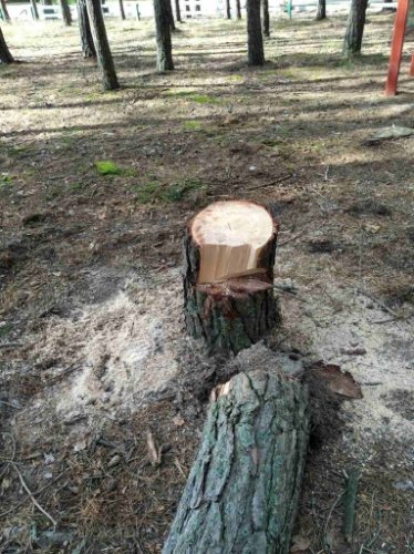 На Волині лісопорушник зрізував дерева біля альтанки у рекреаційній зоні. ФОТО