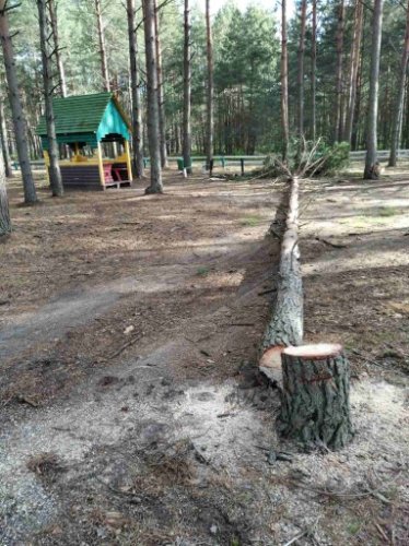 На Волині лісопорушник зрізував дерева біля альтанки у рекреаційній зоні. ФОТО