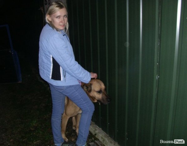 Як у Луцьку ловлять бродячих собак. ФОТО