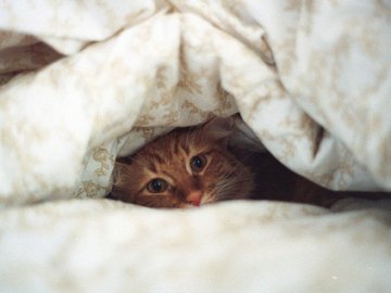 Україну накриють заморозки