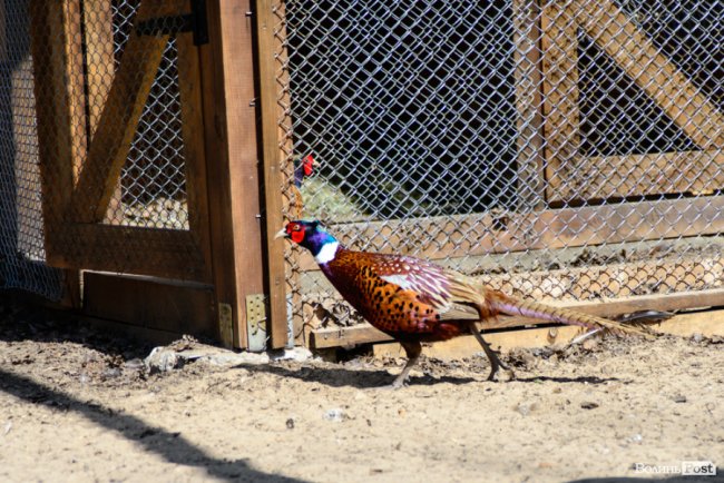 Пернатий «випускний»: на Волині у дику природу випустили фазанів. ФОТОРЕПОРТАЖ