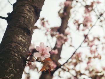 У Луцьку розквітла сакура