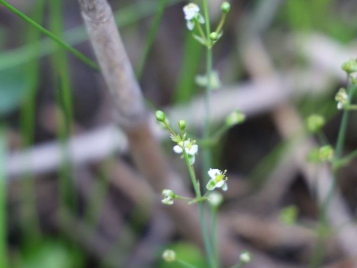 На одному з волинських озер науковці виявили червонокнижну рослину