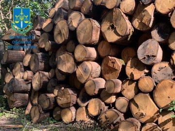У нацпарку на Волині вирізали ліс на десятки мільйонів гривень