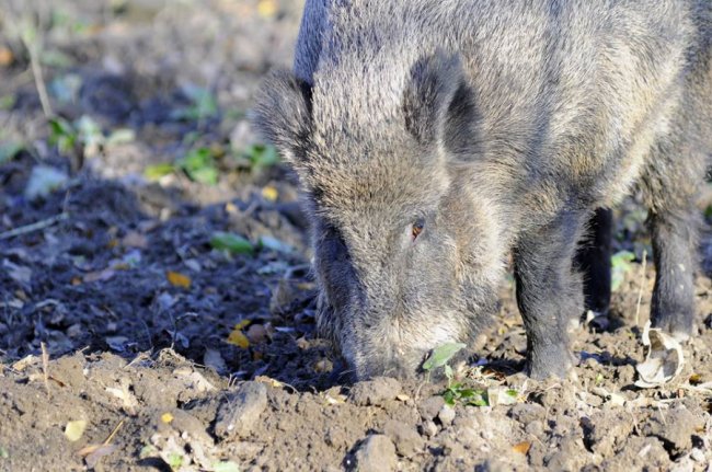 Мешканці Луцького зоопарку – в очікуванні зими. ФОТО
