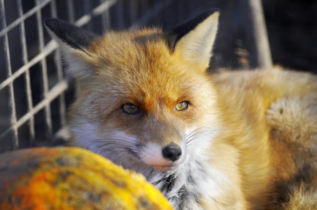 Мешканці Луцького зоопарку – в очікуванні зими. ФОТО