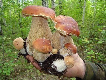 Куди біля Луцька можна поїхати на гриби