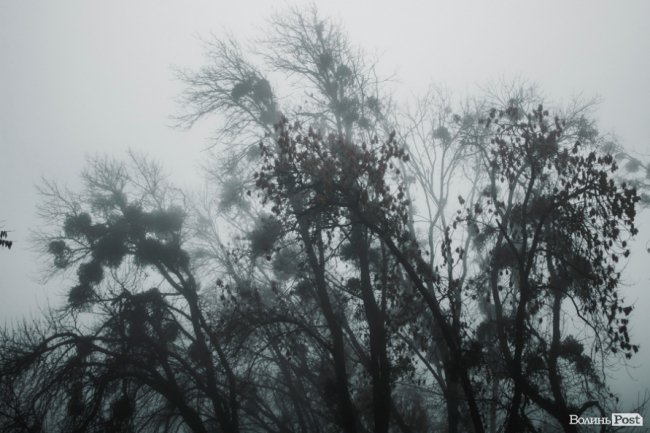 Туманний Луцьк: неймовірні фото 