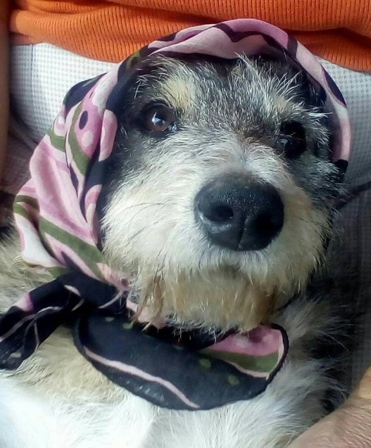 Фото «котячо-собачого» хіт-параду від Луцького зоопарку