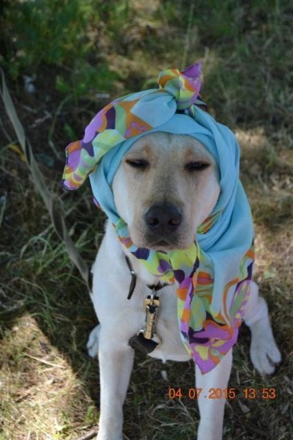 Фото «котячо-собачого» хіт-параду від Луцького зоопарку