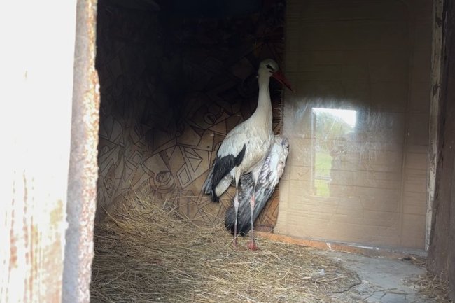 Волинянка прихистила травмованого лелеку. ВІДЕО