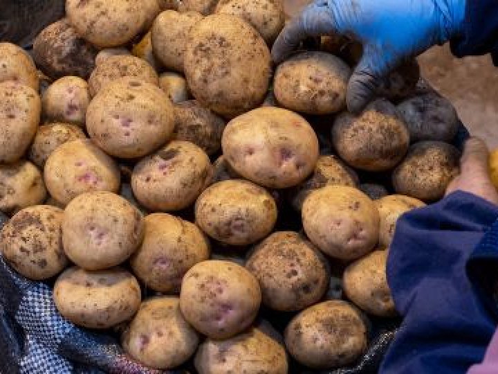 Скільки коштує картопля на ринку у Луцьку: огляд цін