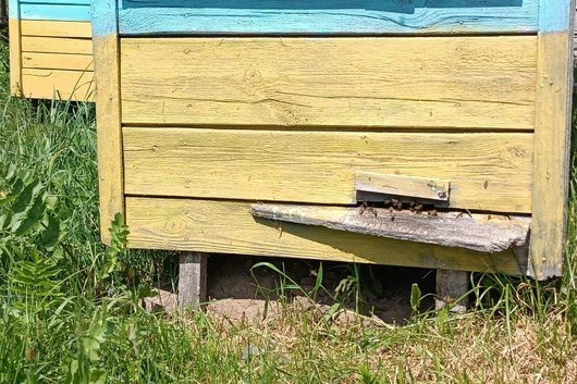 «Поки не вмру, бджіл не покину»: 84-річний пасічник з Волині доглядає 25 вуликів. ВІДЕО