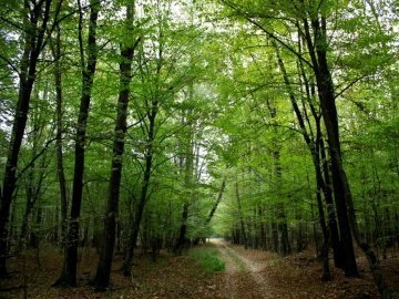Волинянам нагадали: з 1 квітня в лісах шуміти заборонено