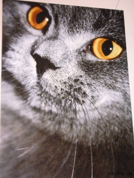 У Луцьку будять весну. ФОТО