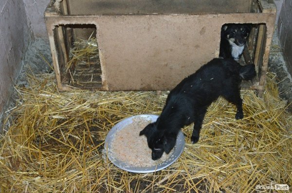 Собачий притулок у Луцьку пережив важку зиму. ФОТО