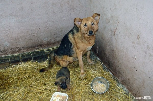 Собачий притулок у Луцьку пережив важку зиму. ФОТО